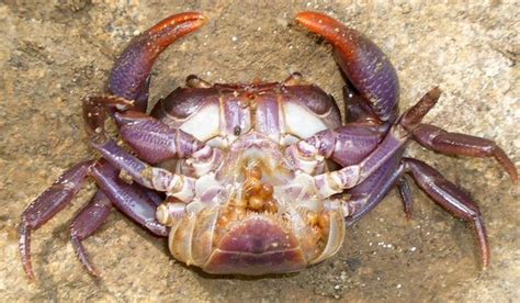 B I S E A N: NEW SPECIE: The Philippine Purple Crab