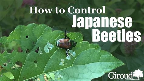 How to Control Japanese Beetles - YouTube