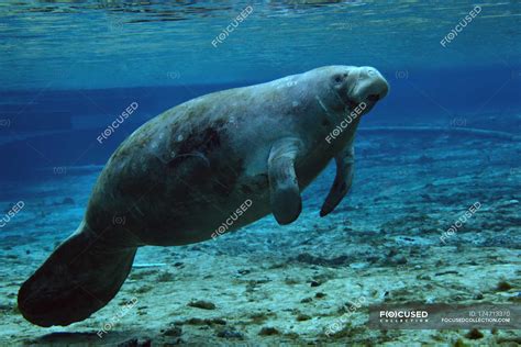 West Indian manatee — nature, vulnerable species - Stock Photo | #174713370