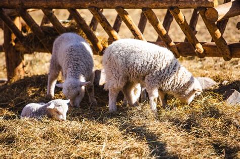 Premium Photo | Sheep at farm eating hay