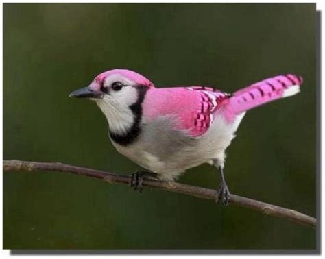 BEAUTIFUL PINK-COLORED BIRDS, pink bird, pink birds, pink-colored birds, beatiful birds, animal ...