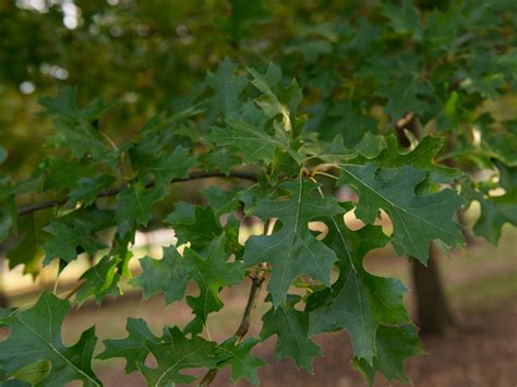 Shumard Red Oak: A Majestic Shade Tree for Your Yard