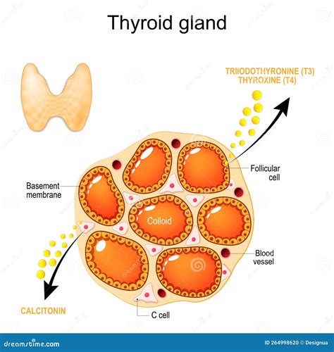 Thyroid Gland Anatomy and Physiology Stock Vector - Illustration of ...