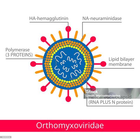 Orthomyxoviridae Klasifikasi Virus Ilustrasi Stok - Unduh Gambar ...