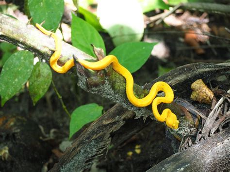 9 animals to see in Cahuita National Park - Tiny Travelogue