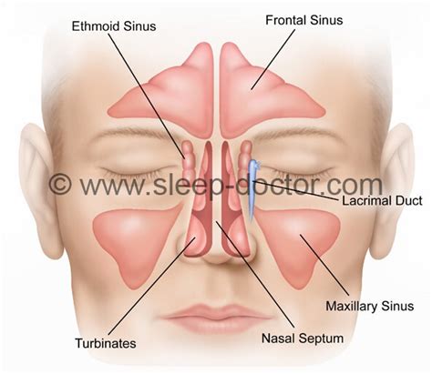 Bridge Of Nose Muscle Twitching - mapasgmaes