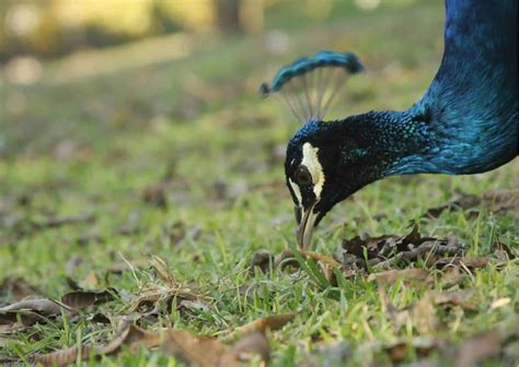 Peacock Behavior - AnimalBehaviorCorner