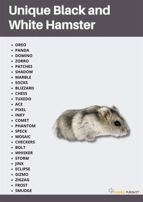 100+ Unique Black and White Hamster Names for Your Pet