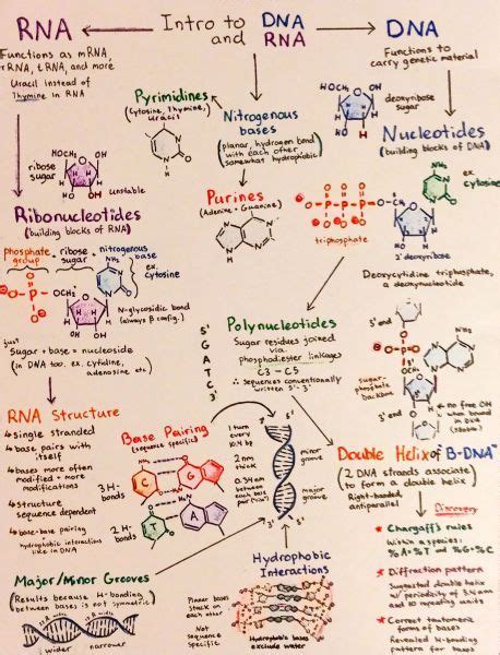 Introductory Biochemistry Flowcharts | Teaching biology, Biology notes, Medical school studying