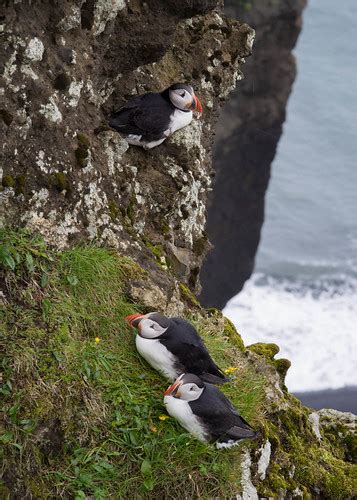 Puffins on the cliffs | At the cliffs at Dyrhólaey hundreds … | Flickr