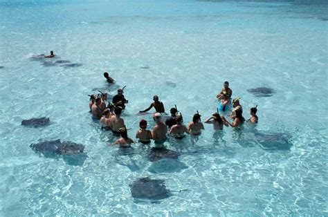 Holiday Destination Information: Stingray City Grand Cayman