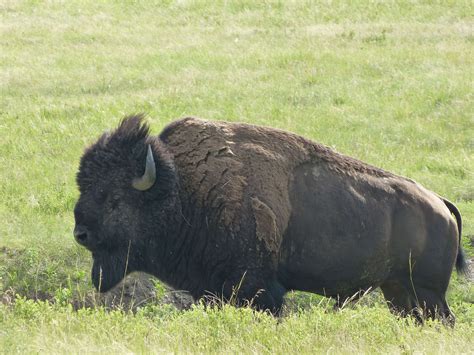 Custer State Park Wildlife - The Good, The Bad and the RV