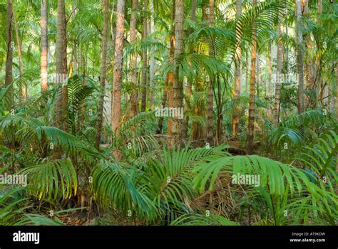 Tropical Monsoon Forest High Resolution Stock Photography and Images ...