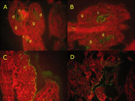 Figure 2 from Detection of antigens in paraffin sections of worms and ...