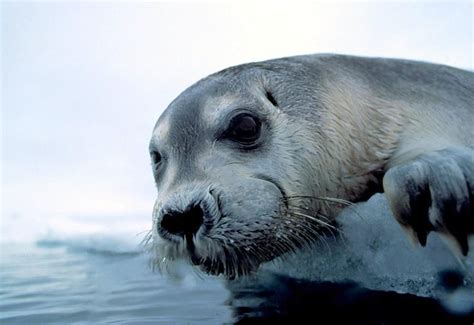 Bearded Seal – "OCEAN TREASURES" Memorial Library