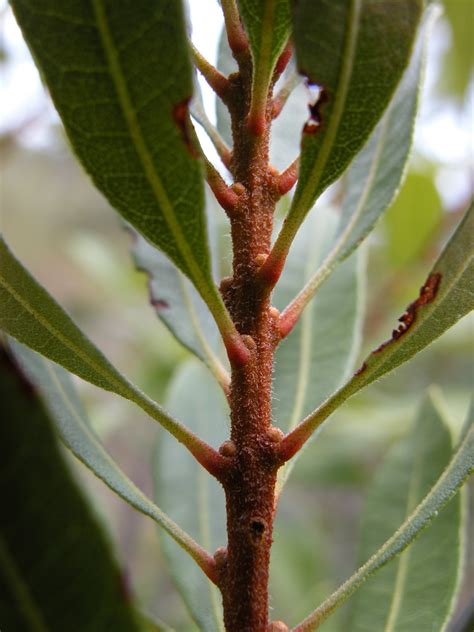 Myrica cerifera - Leon Levy Native Plant Preserve