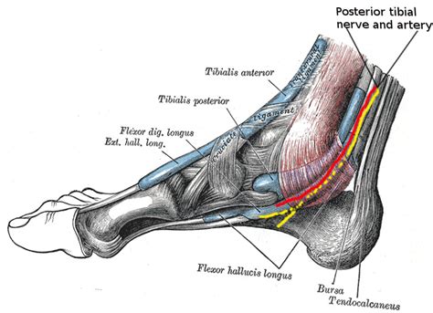 [Figure, Tarsal Tunnel Anatomy. This illustration...] - StatPearls ...