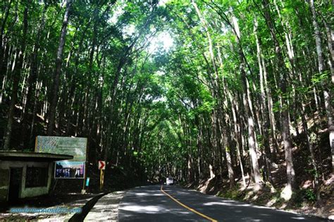 Man-made Forest - Bilar, Bohol | WW Travel Blog