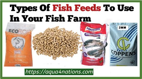 7 Types Of Fish Feed You Can Find In Nigeria