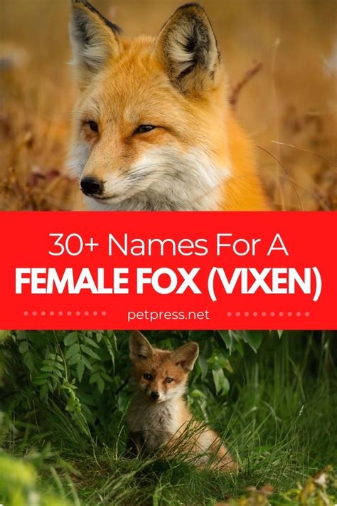 30+ Good & Cute Female Fox (Or Vixen) Names - PetPress