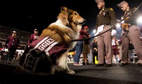 Retired A&M mascot Reveille VII dead at age 12 - Houston Chronicle