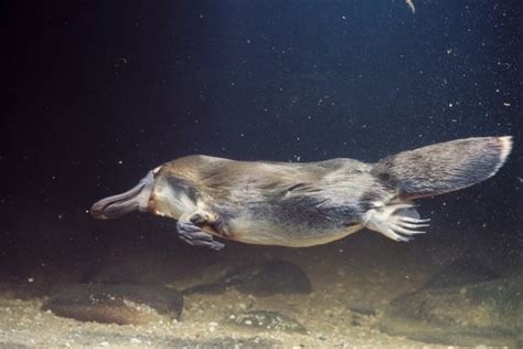 Can platypus see in the dark? - Quora