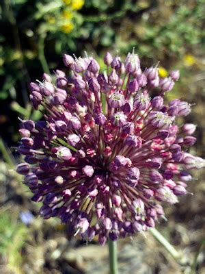 Plant World: Allium ampeloprasum