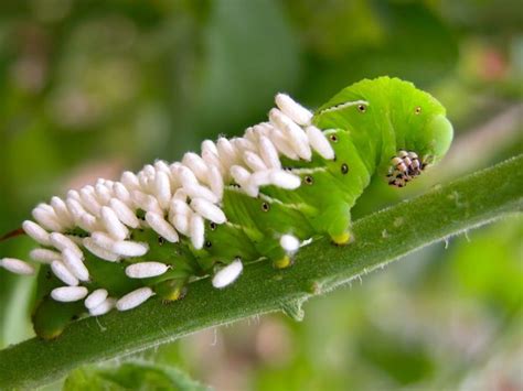 Parasitic Wasp Eggs And Larvae - Learn About The Life Cycle Of ...