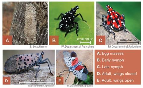 Spotted Lanternfly Control ⋆ Big Blog Of Gardening