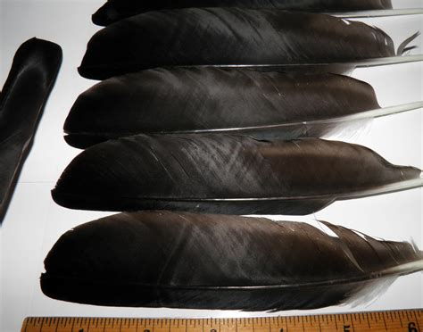 10 Black crow feathers Real bird feathers Real raven feather | Etsy