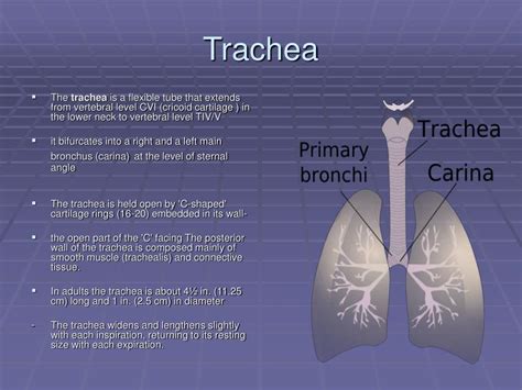 PPT - Trachea and lungs PowerPoint Presentation, free download - ID:4779845