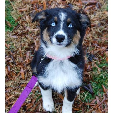 Black Tri Blue Eyes | Australian shepherd, Corgi, Blue eyes