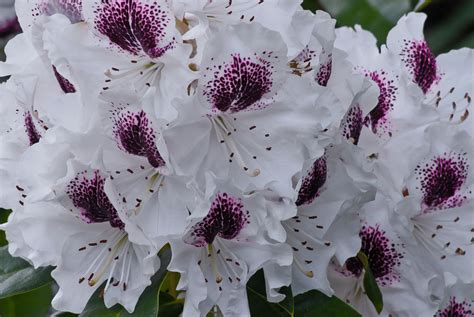 2 Quote A Flower Daily – White and Purple Rhododendron – 2 Quote A Flower