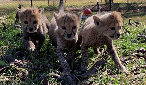 Help Name The Dickerson Park Zoo Baby Cheetahs | KTTS