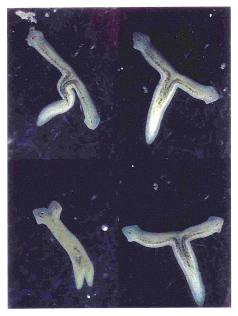 planarian_problems1 – prickles and goo