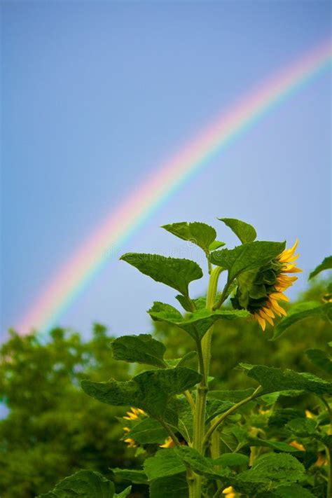 2+ Sunflowers rainbow Free Stock Photos - StockFreeImages