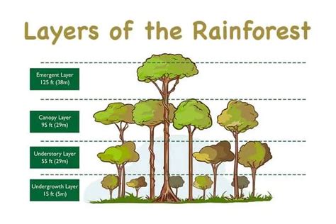 a diagram showing the different types of trees