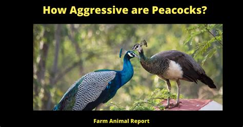 How Aggressive Are Peacocks? | Peacocks