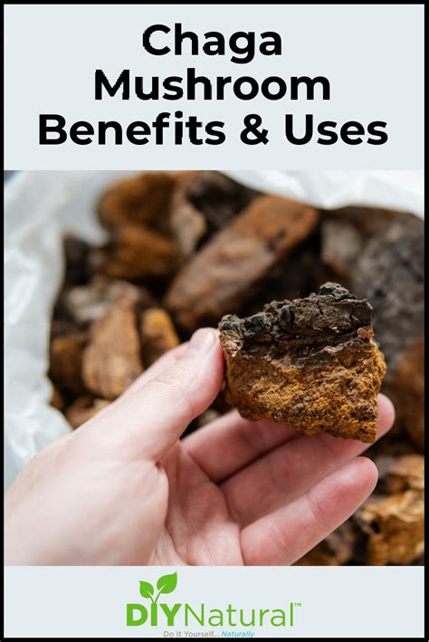 Chaga Mushroom: Benefits and How to Forage and Use Chaga