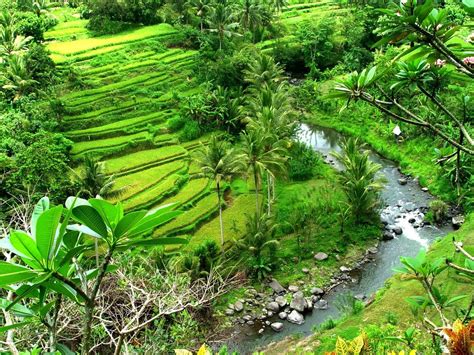 24+ Gambar Pemandangan Alam Pedesaan Indonesia - Kumpulan Gambar ...