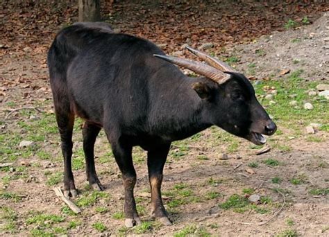 Image - Bubalus depressicornis (Lowland Anoa) | BioLib.cz | Deer family, Lowland, Beautiful ...