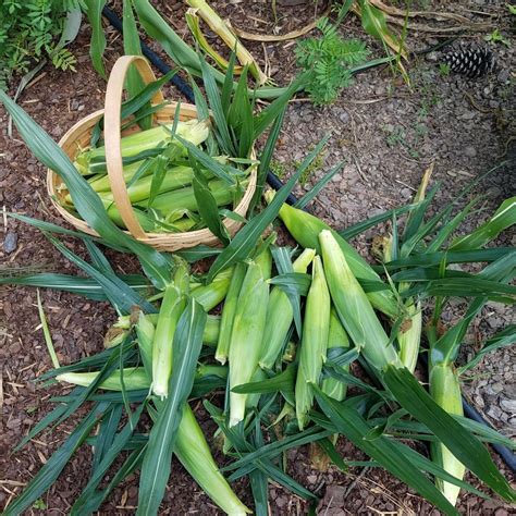 When to Harvest Sweet Corn | The Beginner's Garden