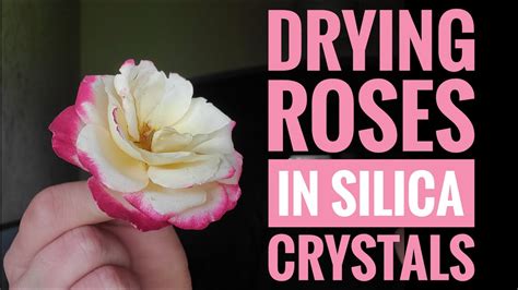 Drying Roses in Silica Crystals - YouTube