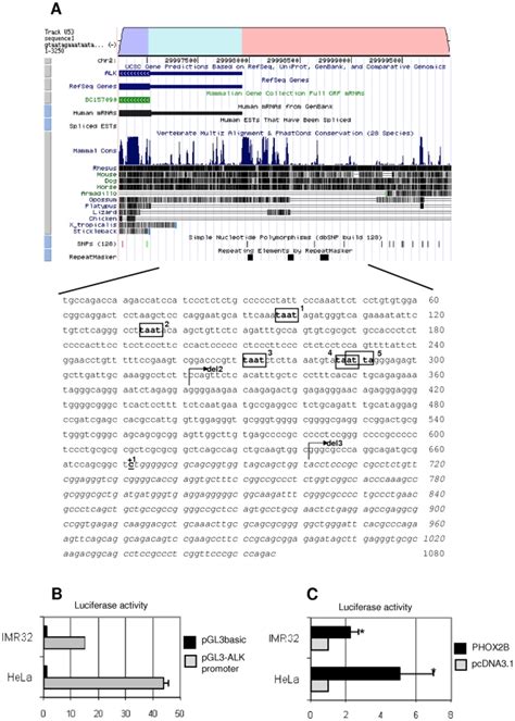 A) In the upper section of the figure, a portion of the ALK gene, as ...