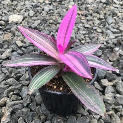 Setcreasea purpurea 'Variegata' - Variegated Purple Heart Plant (4.5" Pot) | Little Prince To Go