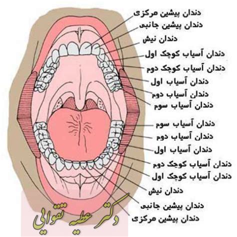 آناتومی دندان(عصب، ریشه)،انواع،تعداد،ساختار دندان