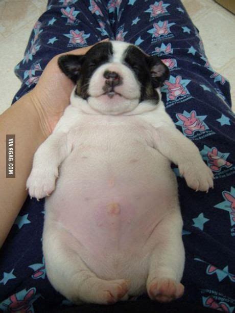 Fat Puppy | Chubby puppies, Fat puppies, Funny animals