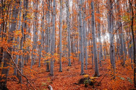 Free Images : nature, woodland, ecosystem, temperate broadleaf and mixed forest, tree, autumn ...