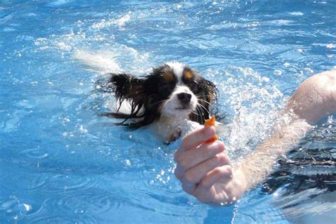 Teaching Your Dog How to Swim | DOGSACTUALLY