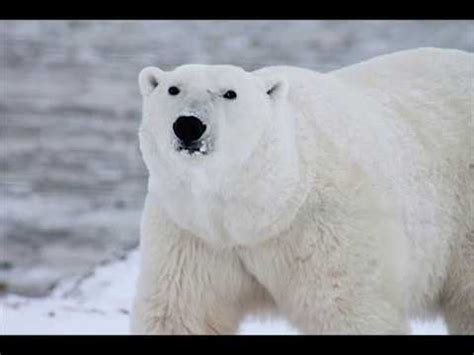 Polar Bear Adoption Video - YouTube